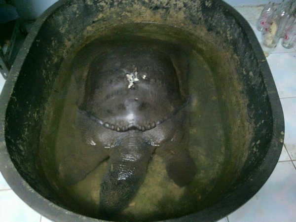 คอหวยแห่ตีเลขเด็ดตะพาบยักษ์ขอให้ช่วย หลังตะขอเบ็ดติดคอ คอหวยแห่ตีเลขเด็ดตะพาบยักษ์ขอให้ช่วย หลังตะขอเบ็ดติดคอ