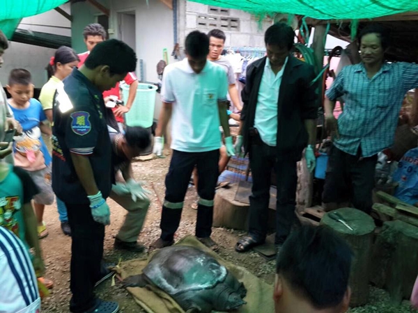 คอหวยแห่ตีเลขเด็ดตะพาบยักษ์ขอให้ช่วย หลังตะขอเบ็ดติดคอ คอหวยแห่ตีเลขเด็ดตะพาบยักษ์ขอให้ช่วย หลังตะขอเบ็ดติดคอ