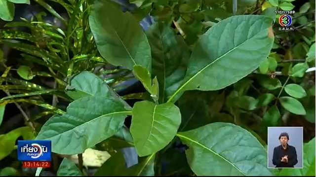 ภาพจาก ครอบครัวข่าว 3