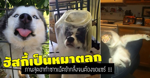 ไซบีเรียน ฮัสกี้ ไซบีเรียน ฮัสกี้