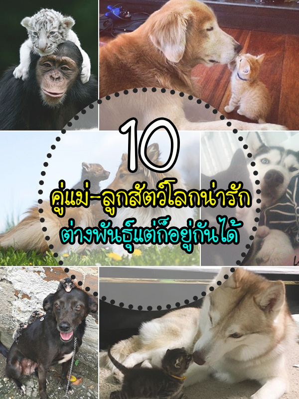 แม่ลูกต่างสายพันธุ์ แม่ลูกต่างสายพันธุ์