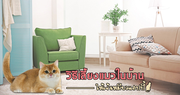 มีโอ® โกลด์ มีโอ® โกลด์