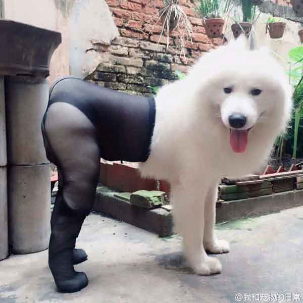 รูปหมาตลก รูปหมาตลก