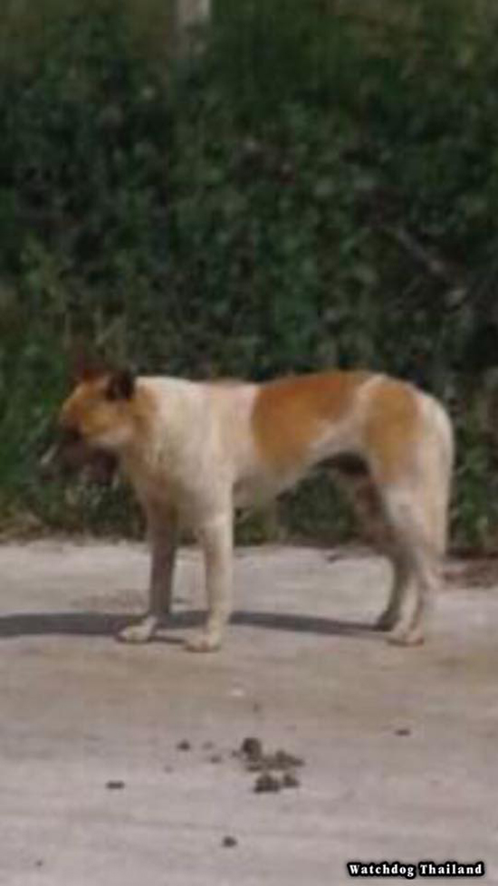 พิทบูลกัดหมาจรจัด พิทบูลกัดหมาจรจัด