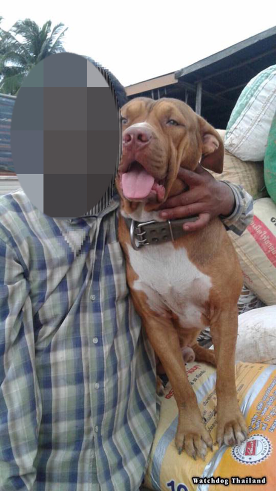 พิทบูลกัดหมาจรจัด พิทบูลกัดหมาจรจัด