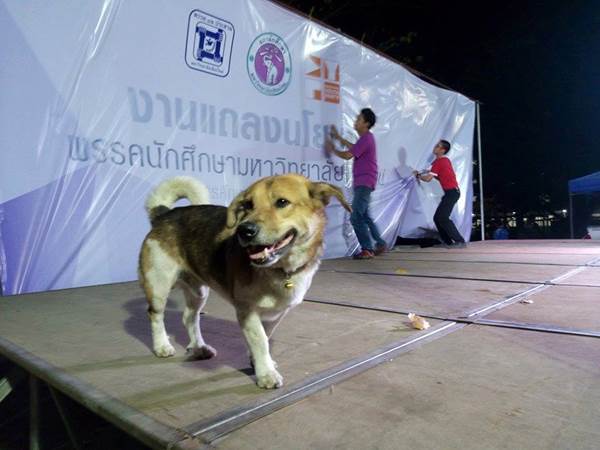พี่เตี้ย มช. พี่เตี้ย มช.