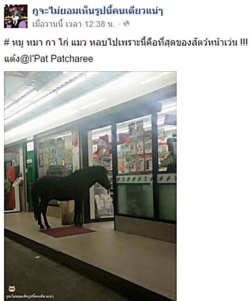 ม้าสีดำยืนตากแอร์หน้าเซเว่น ม้าสีดำยืนตากแอร์หน้าเซเว่น