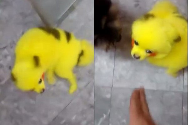 แฟน Pokemon Go อินจัด จับเจ้าตูบย้อมขนเป็นปิกาจู แฟน Pokemon Go อินจัด จับเจ้าตูบย้อมขนเป็นปิกาจู