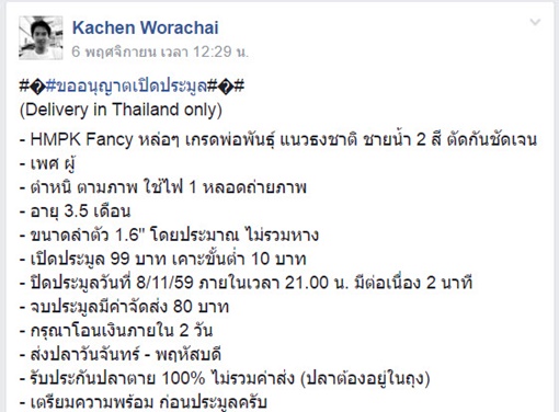 เจ้าไตรรงค์ ปลากัดลายธงชาติไทย เจ้าไตรรงค์ ปลากัดลายธงชาติไทย