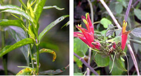 เสลดพังพอน เสลดพังพอน