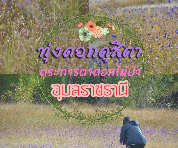 ทุ่งดอกดุสิตา ทุ่งดอกดุสิตา