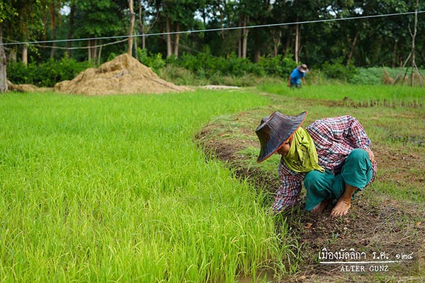 เมืองมัลลิกา เมืองมัลลิกา