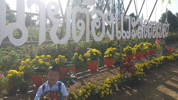 ไร่สตรอว์เบอร์รี ไร่สตรอว์เบอร์รี
