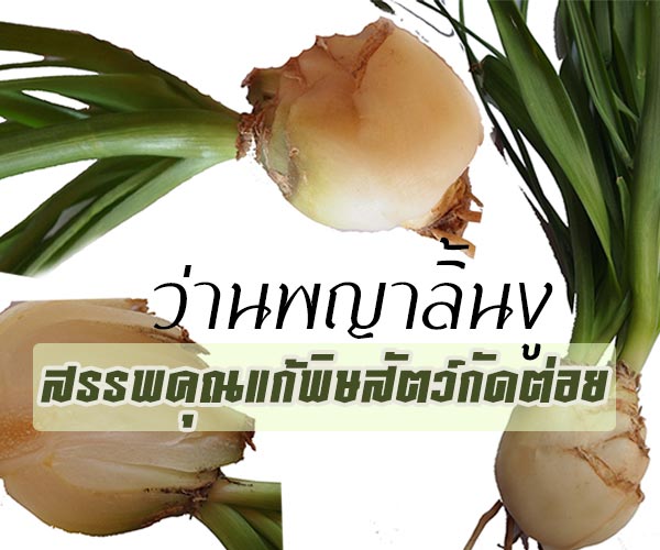 ว่านพญาลิ้นงู ว่านพญาลิ้นงู