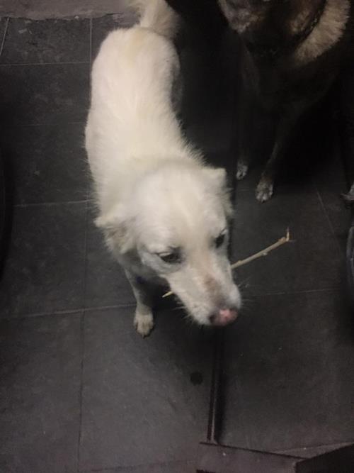 หมาจรจัดแสนรู้ หมาจรจัดแสนรู้