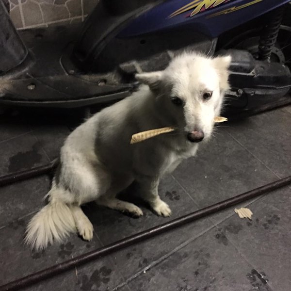 หมาจรจัดแสนรู้ หมาจรจัดแสนรู้