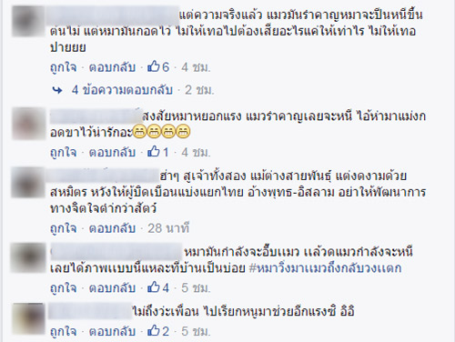 หมาแมวน่ารัก หมาแมวน่ารัก