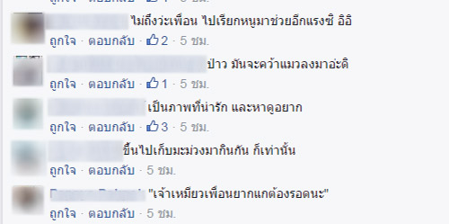หมาแมวน่ารัก หมาแมวน่ารัก