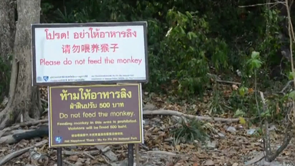 ลิง เกาะพีพี ลิง เกาะพีพี