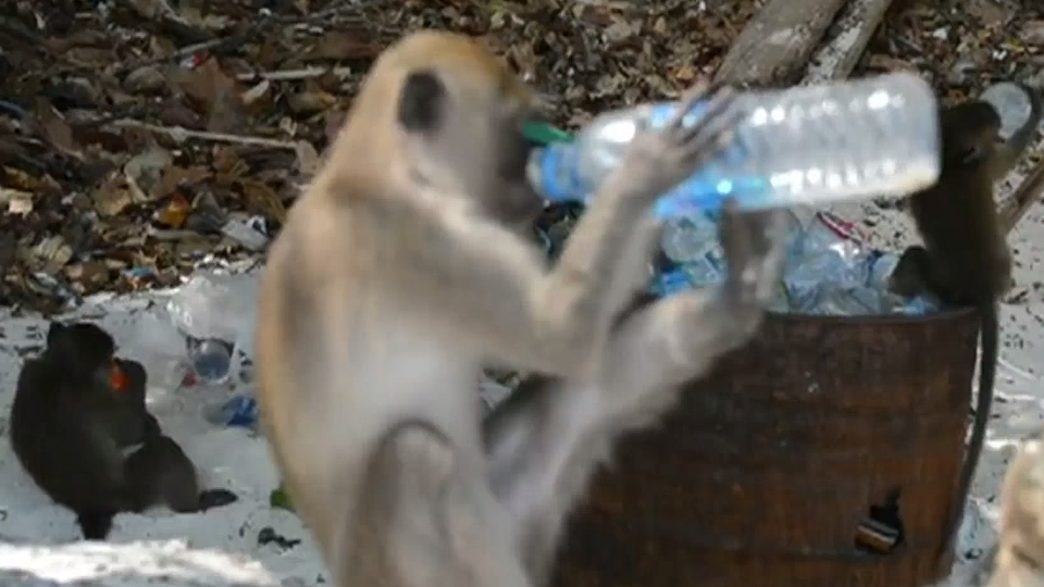 ลิง เกาะพีพี ลิง เกาะพีพี