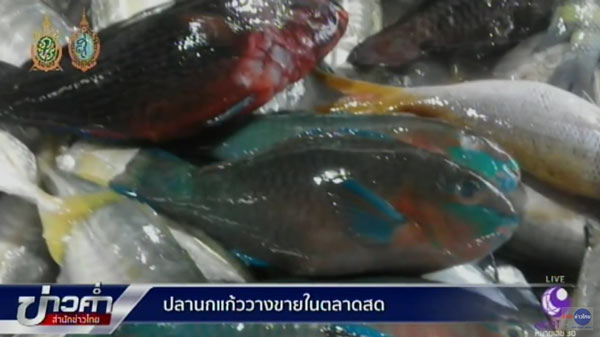 ปลานกแก้ว ปลานกแก้ว
