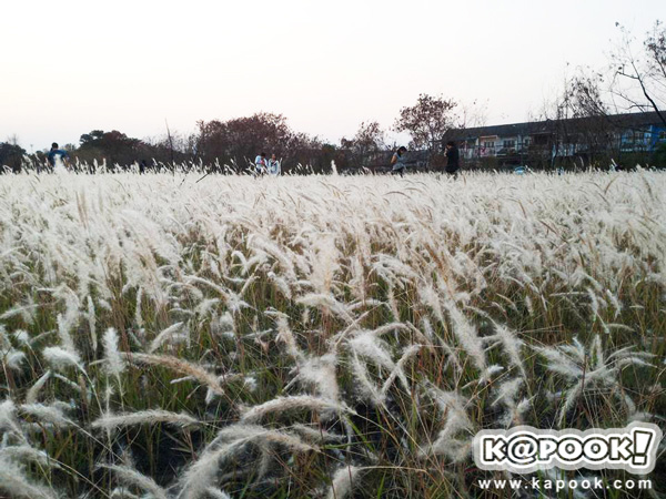 ทุ่งดอกหญ้า เกษตร นวมินทร์ ทุ่งดอกหญ้า เกษตร นวมินทร์