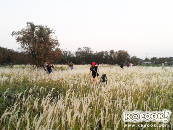 ทุ่งดอกหญ้า เกษตร นวมินทร์ ทุ่งดอกหญ้า เกษตร นวมินทร์