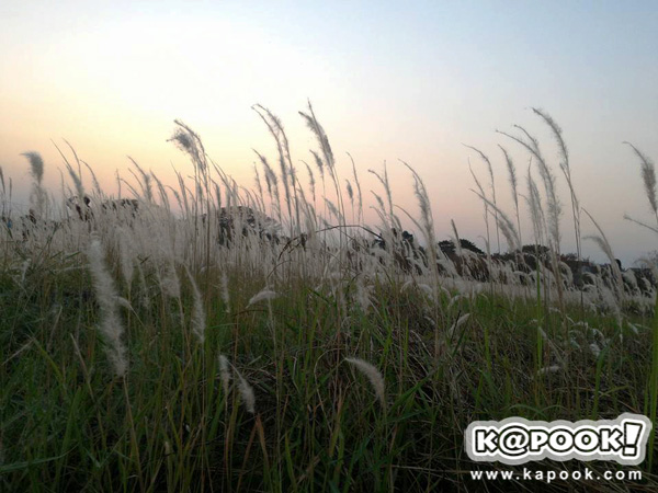 ทุ่งดอกหญ้า เกษตร นวมินทร์ ทุ่งดอกหญ้า เกษตร นวมินทร์