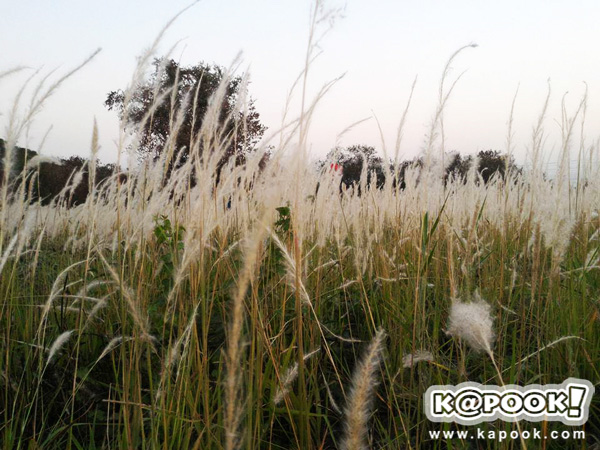 ทุ่งดอกหญ้า เกษตร นวมินทร์ ทุ่งดอกหญ้า เกษตร นวมินทร์