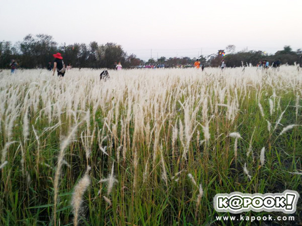 ทุ่งดอกหญ้า เกษตร นวมินทร์ ทุ่งดอกหญ้า เกษตร นวมินทร์