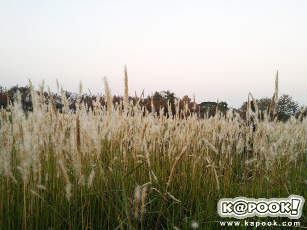 ทุ่งดอกหญ้า เกษตร นวมินทร์ ทุ่งดอกหญ้า เกษตร นวมินทร์