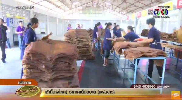 ยางพารา ยางพารา