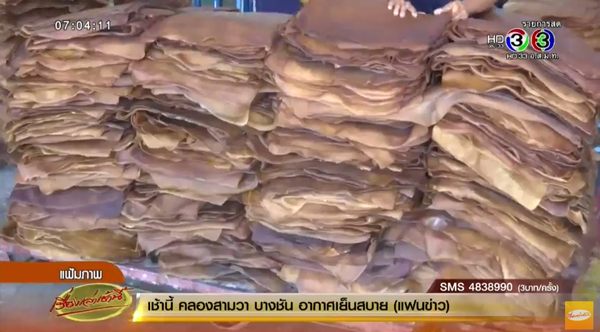 ยางพารา ยางพารา