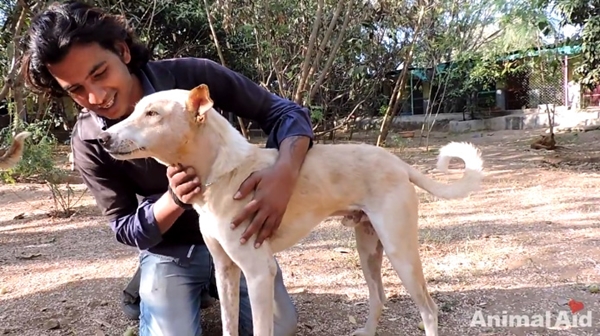 สุนัขหน้าหมู สุนัขหน้าหมู