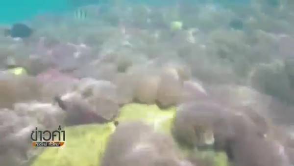 พบแปลงดอกไม้ทะเล-ปะการังจำนวนมาก ในอุทยานฯ หาดวนกร พบแปลงดอกไม้ทะเล-ปะการังจำนวนมาก ในอุทยานฯ หาดวนกร