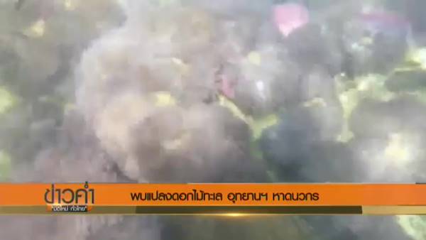 พบแปลงดอกไม้ทะเล-ปะการังจำนวนมาก ในอุทยานฯ หาดวนกร พบแปลงดอกไม้ทะเล-ปะการังจำนวนมาก ในอุทยานฯ หาดวนกร