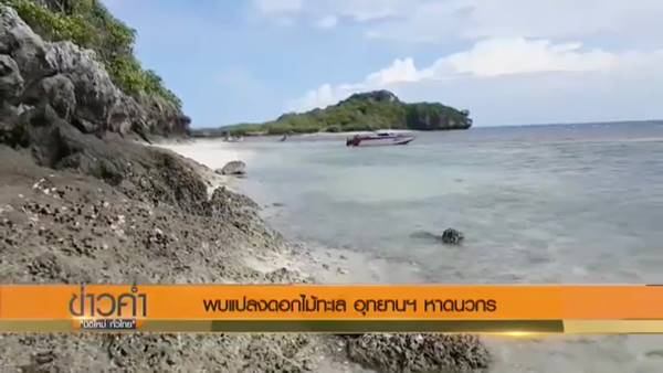 พบแปลงดอกไม้ทะเล-ปะการังจำนวนมาก ในอุทยานฯ หาดวนกร พบแปลงดอกไม้ทะเล-ปะการังจำนวนมาก ในอุทยานฯ หาดวนกร