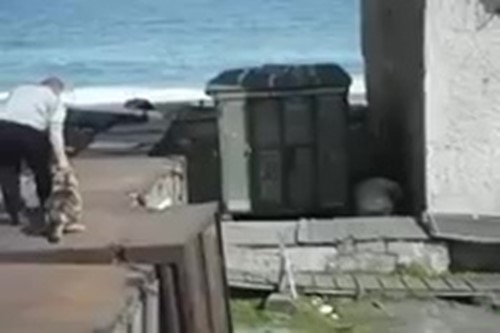 จับสุนัขโยนให้หมีขั้วโลกดุร้ายขย้ จับสุนัขโยนให้หมีขั้วโลกดุร้ายขย้