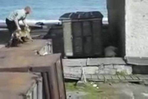 จับสุนัขโยนให้หมีขั้วโลกดุร้ายขย้ จับสุนัขโยนให้หมีขั้วโลกดุร้ายขย้