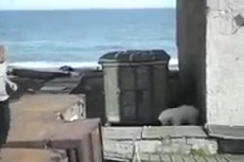 จับสุนัขโยนให้หมีขั้วโลกดุร้ายขย้ จับสุนัขโยนให้หมีขั้วโลกดุร้ายขย้