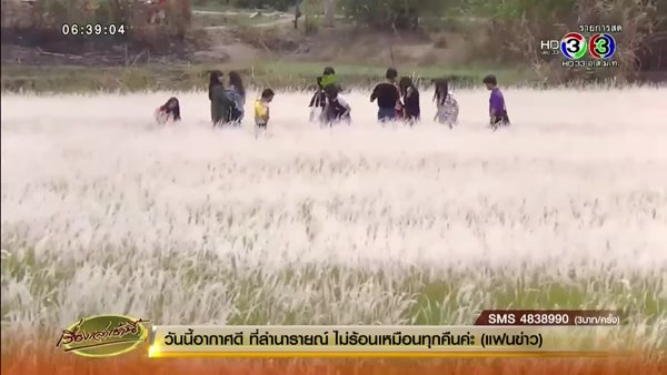 ทุ่งดอกหญ้าคาน้ำ อุบลราชธานี ทุ่งดอกหญ้าคาน้ำ อุบลราชธานี