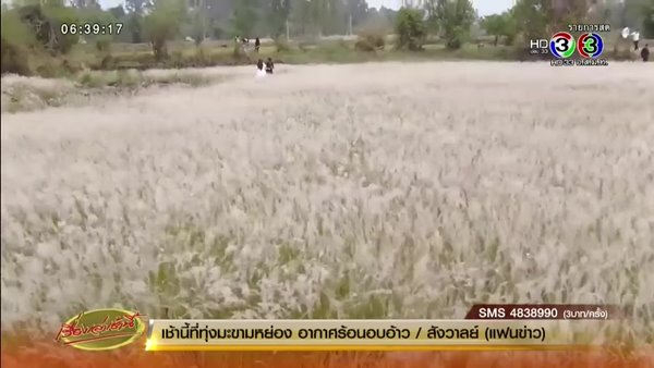 ทุ่งดอกหญ้าคาน้ำ อุบลราชธานี ทุ่งดอกหญ้าคาน้ำ อุบลราชธานี