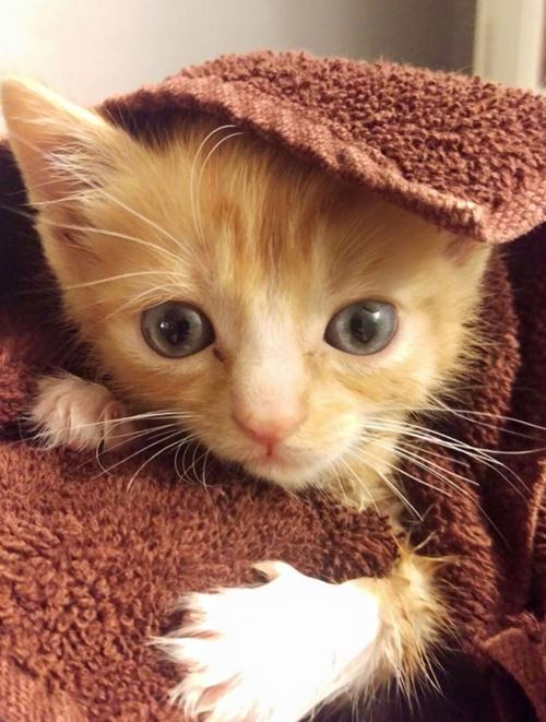 ลูกแมวพิการ ลูกแมวพิการ