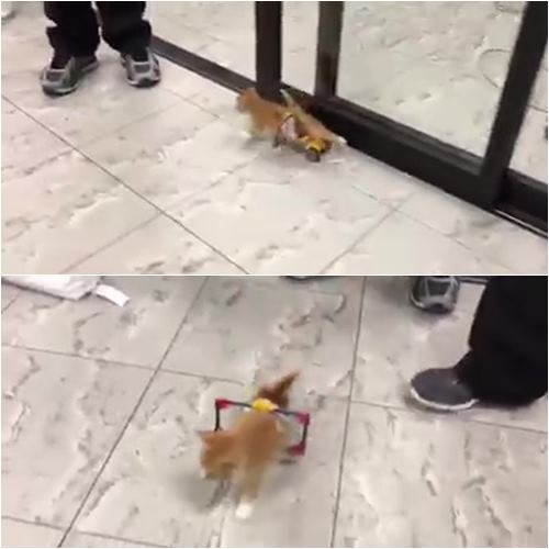 ลูกแมวพิการ ลูกแมวพิการ