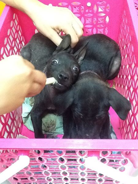แม่หมาขาพิการ คาบอาหารเลี้ยงลูกน้อย แม่หมาขาพิการ คาบอาหารเลี้ยงลูกน้อย
