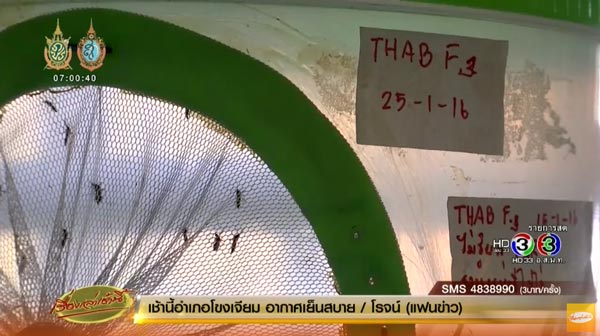 ไวรัสซิกา ไวรัสซิกา
