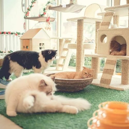 ร้านกาแฟย่านวังหิน-โชคชัย 4 ร้านกาแฟย่านวังหิน-โชคชัย 4