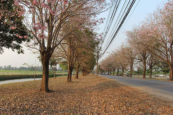 ชมพูพันธุ์ทิพย์ เกษตรศาสตร์ ชมพูพันธุ์ทิพย์ เกษตรศาสตร์