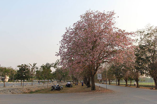 ชมพูพันธุ์ทิพย์ เกษตรศาสตร์ ชมพูพันธุ์ทิพย์ เกษตรศาสตร์