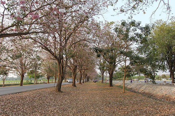 ชมพูพันธุ์ทิพย์ เกษตรศาสตร์ ชมพูพันธุ์ทิพย์ เกษตรศาสตร์